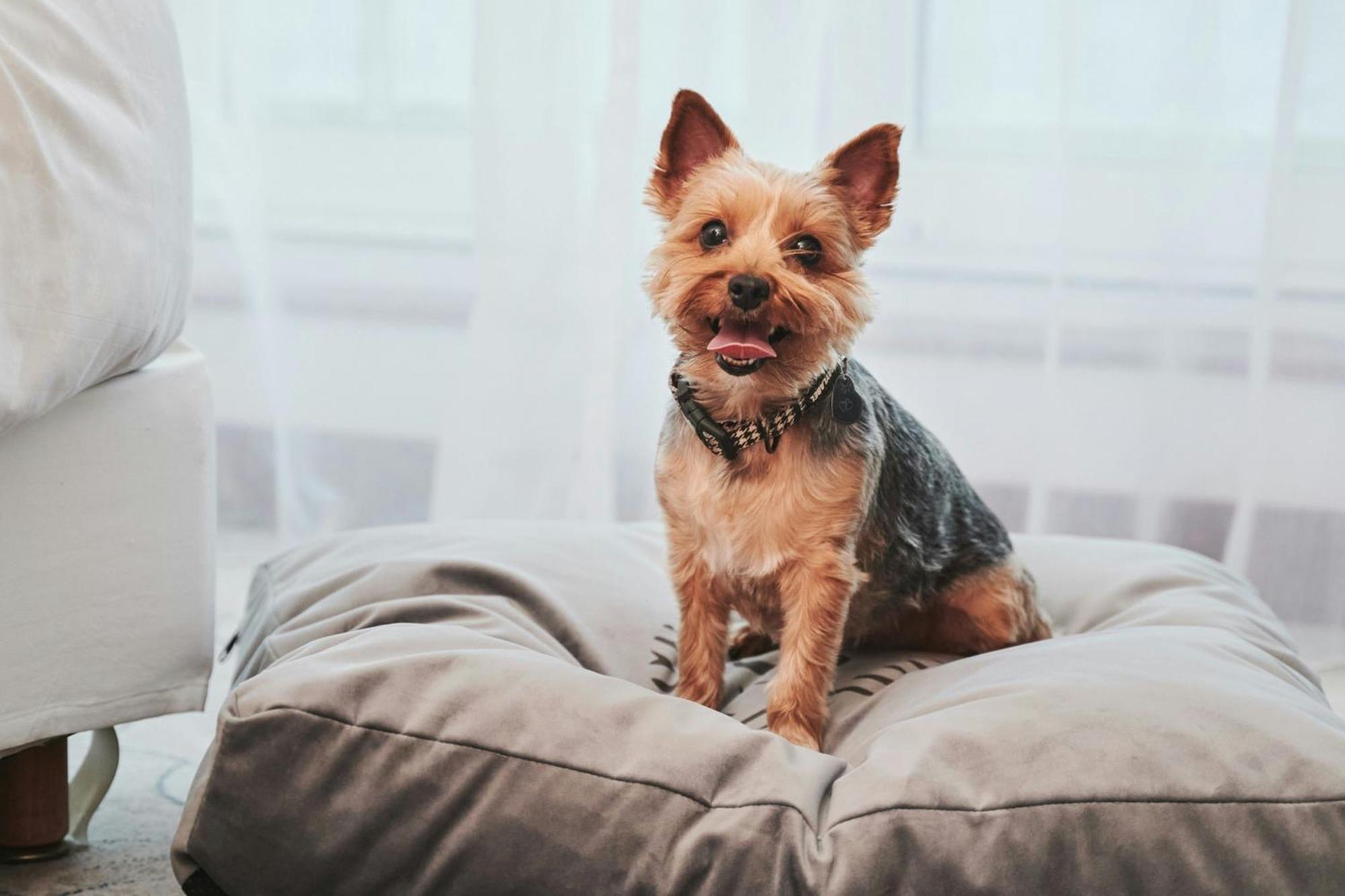โรงแรมเชอราตัน โซปอต โซพอต ภายนอก รูปภาพ Yorkshire Terrier